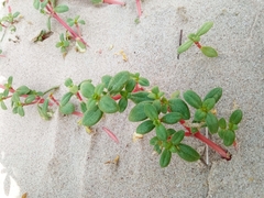 Blutaparon portulacoides