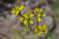 Ruta angustifolia