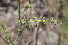 Ruta angustifolia