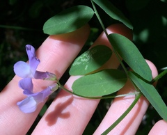 Lathyrus torreyi