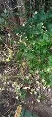 Knowltonia vesicatoria