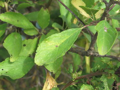 Prunus spinosa dasyphylla