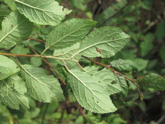Prunus spinosa dasyphylla