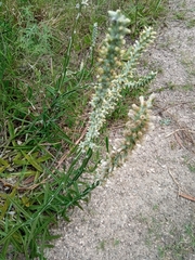 Pterocaulon lorentzii