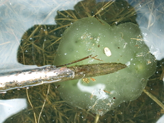 Oophila amblystomatis