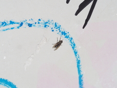 Pollenia rudis