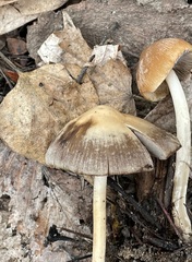 Psathyrella spadiceogrisea