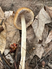 Psathyrella spadiceogrisea