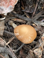 Psathyrella spadiceogrisea