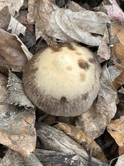 Psathyrella spadiceogrisea