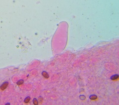 Psathyrella spadiceogrisea