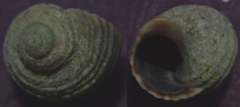 Littorina saxatilis