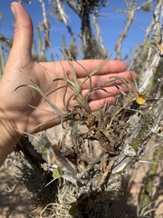 Tillandsia