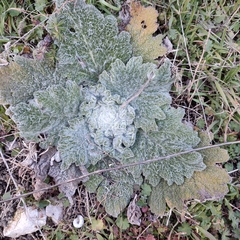 Salvia aethiopis