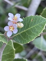 Rhus integrifolia × ovata
