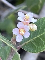 Rhus integrifolia × ovata