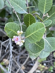 Rhus integrifolia × ovata