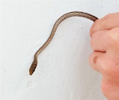 Psammophis biseriatus