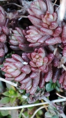 Sedum urvillei