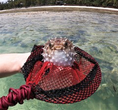 Cyclichthys orbicularis