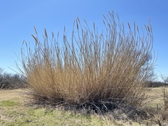 Arundo donax