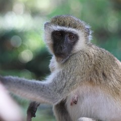 Chlorocebus pygerythrus hilgerti