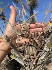 Tillandsia