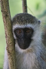 Chlorocebus pygerythrus hilgerti