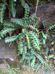 Asplenium ceterach
