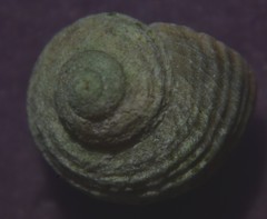 Littorina saxatilis