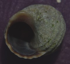 Littorina saxatilis