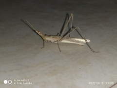 Acrida conica
