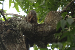 Heliosciurus undulatus