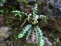 Asplenium ceterach