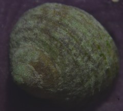 Littorina saxatilis