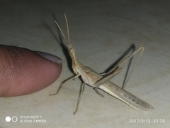 Acrida conica
