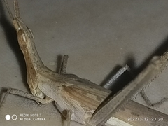 Acrida conica