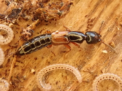 Nudobius lentus