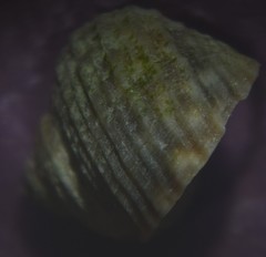 Littorina saxatilis