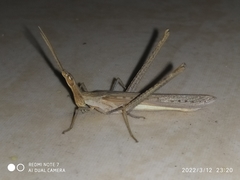 Acrida conica