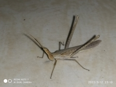 Acrida conica