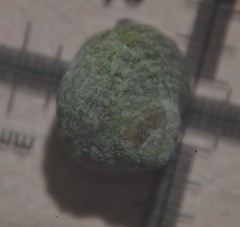 Littorina saxatilis