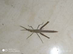 Acrida conica