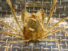 Pyromaia tuberculata