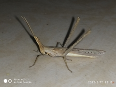 Acrida conica