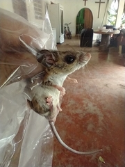 Peromyscus yucatanicus