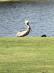 Pelecanus occidentalis