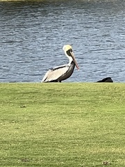 Pelecanus occidentalis
