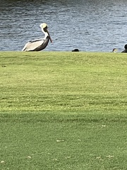 Pelecanus occidentalis