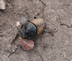 Onthophagus gibbulus